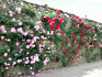 Плетистые розы в розарии